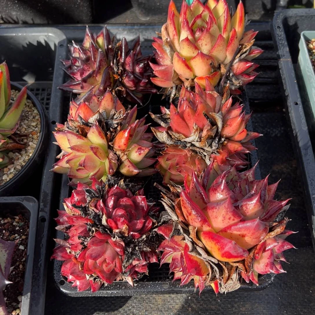 从前慢多肉精选编号0124.206