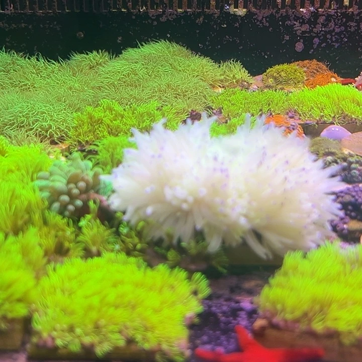 海水鱼草皮5*5 80 紫点白葵140 奶嘴50 运费20