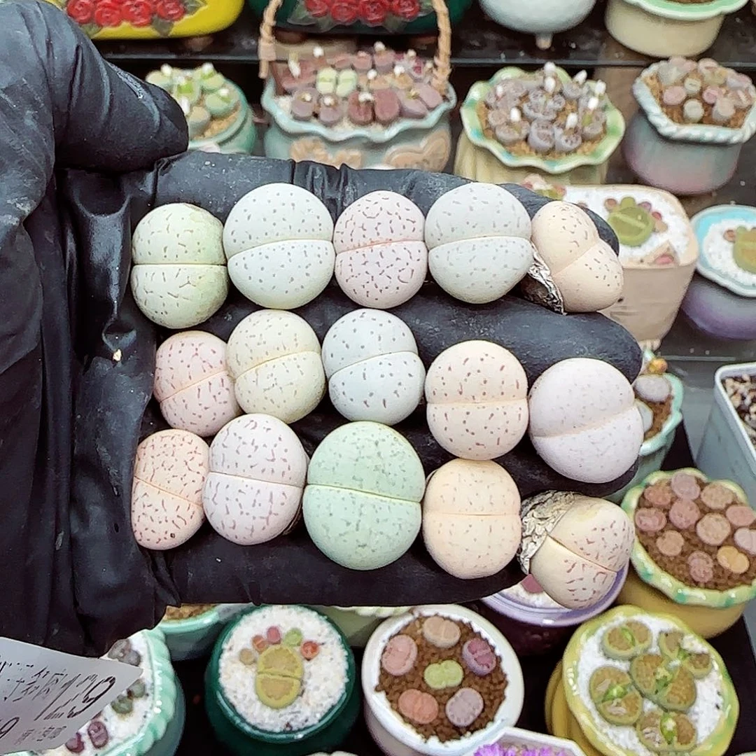 生石花满18包邮1119-129