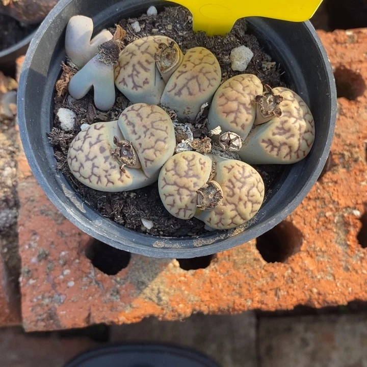 ****️生石花等植物的生长552