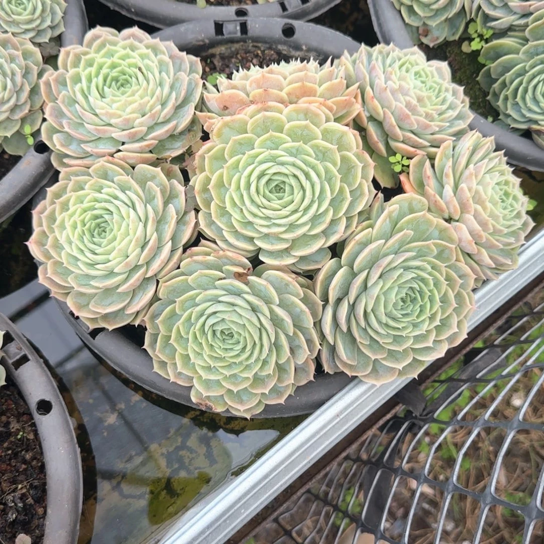 多肉植物多肉植物