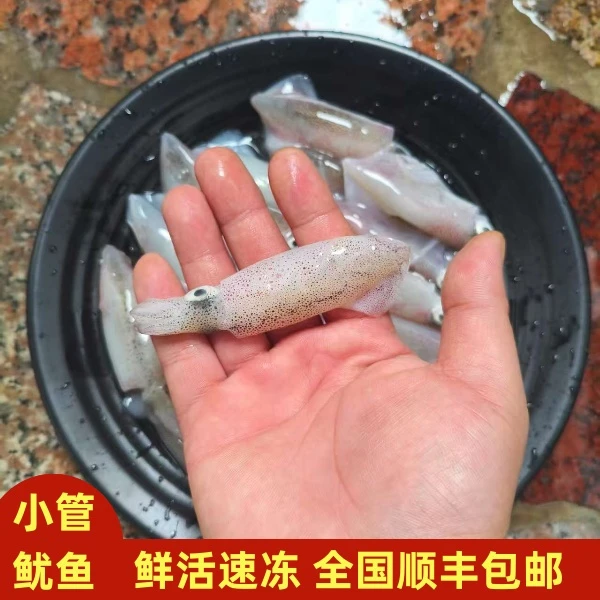 海鲜水产小管鱿鱼鲜活冷冻海兔子带墨无籽小乌贼全国顺丰包邮