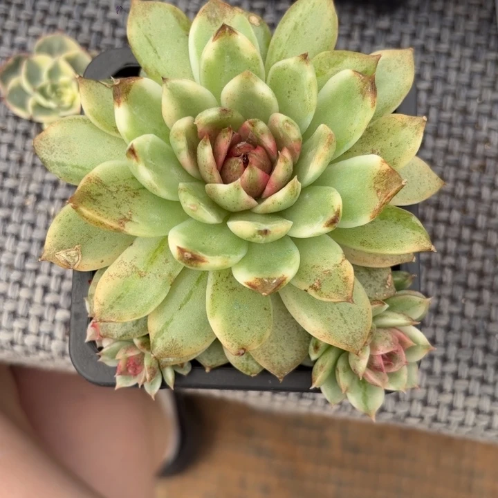 黑水晶锦一物一拍