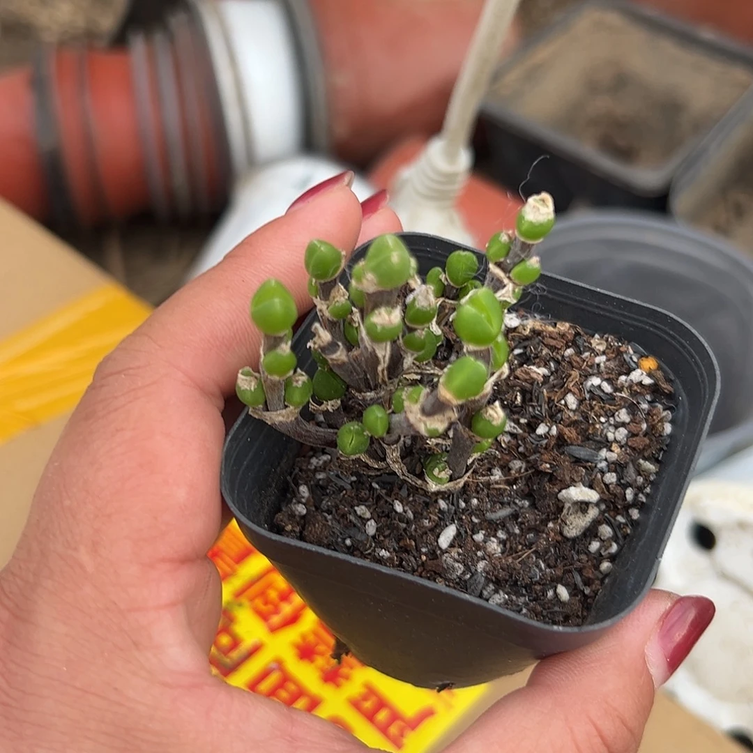多肉植物雪糕短兔儿