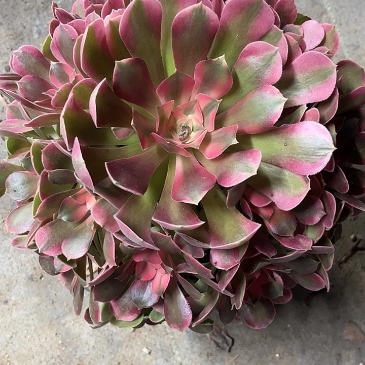 多肉植物香妃锦…………