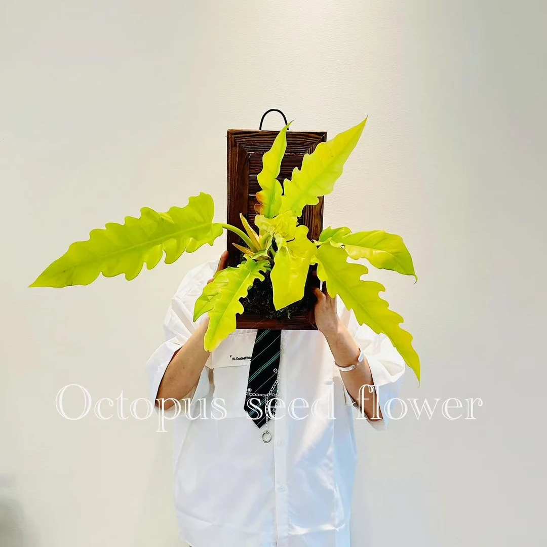 黄金火之戒蔓绿绒  室内观叶多年生绿植盆栽吸收甲醛净化空气顺丰