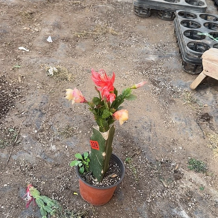 328嫁接蟹爪兰：索菲亚+黄金