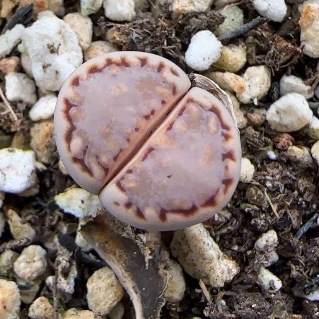 6.28。 217。高。9024