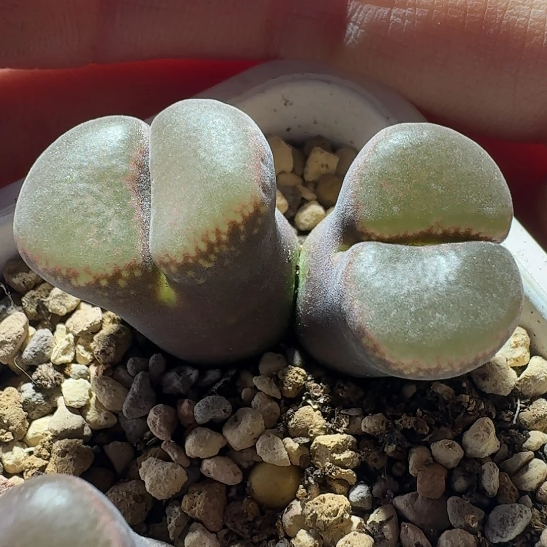 65号双头宽窗风铃一物一拍