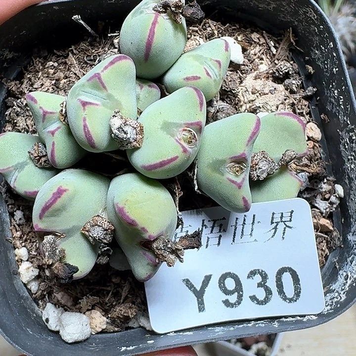 930盒多肉植物哇f v