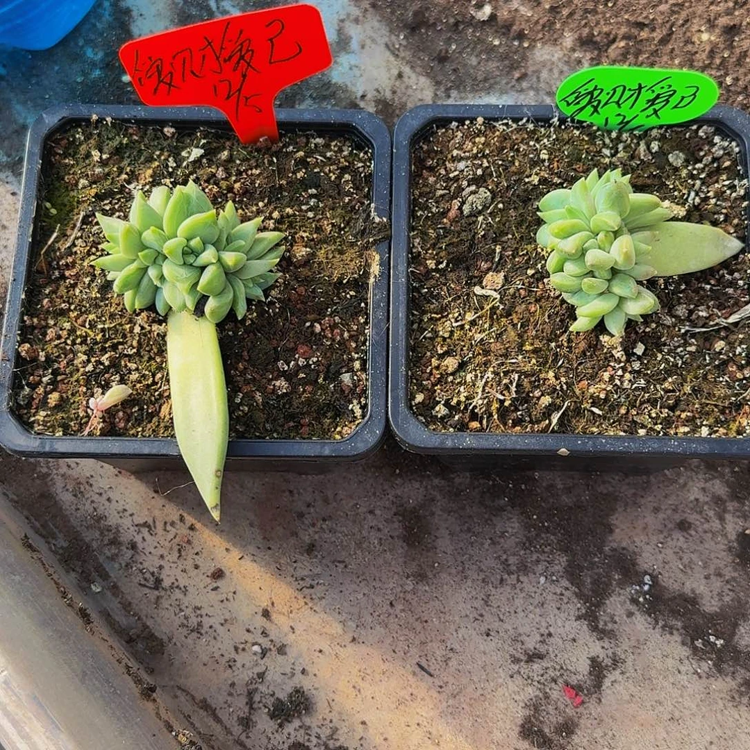 爱***己爱财爱己牵手两颗寄养