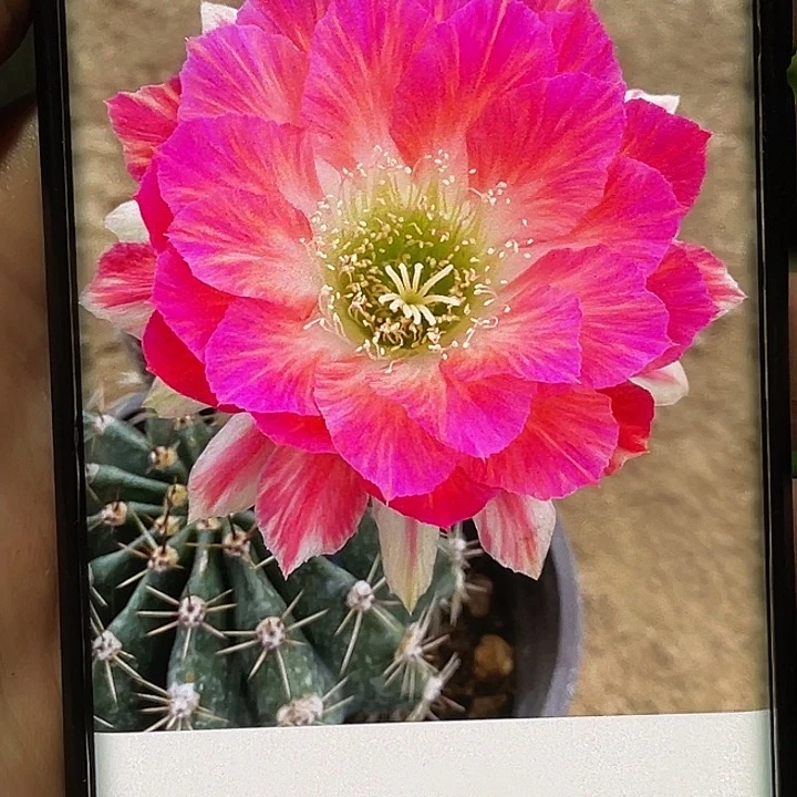 丽梅花洛侧芽 歪 满20包邮4公分