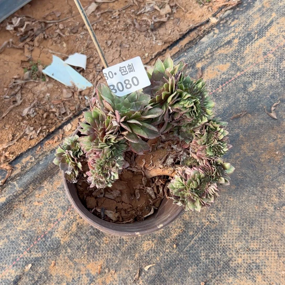 ?****乐080 多肉法师不包断枝