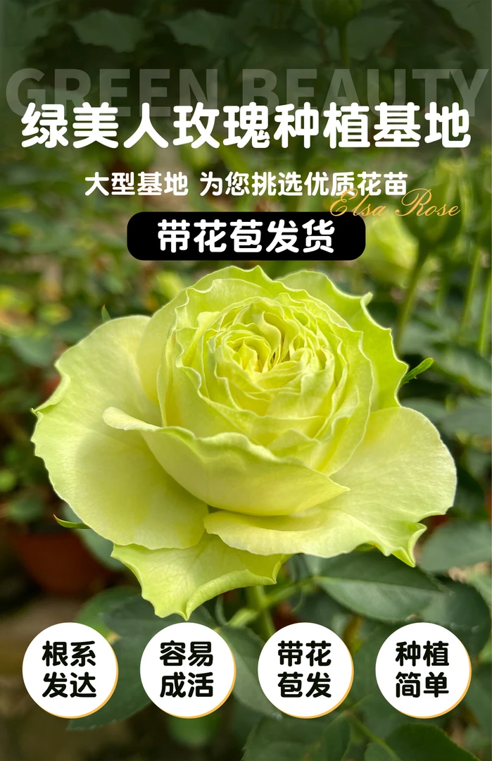 绿美人玫瑰绿色室内室外植物盆栽地栽桌面阳台灌木月季