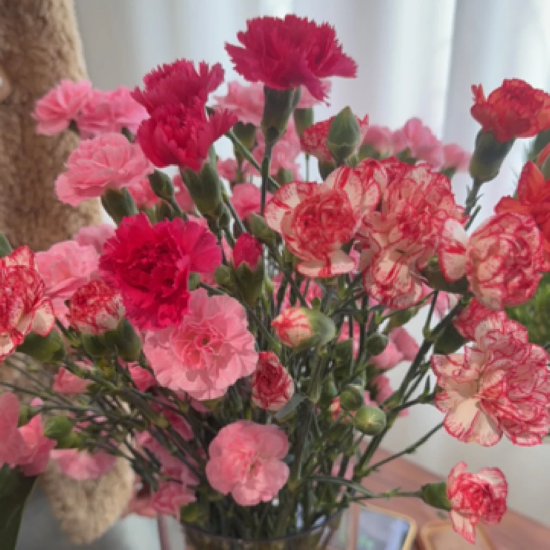 瓶插花多头康乃馨随机混色5只