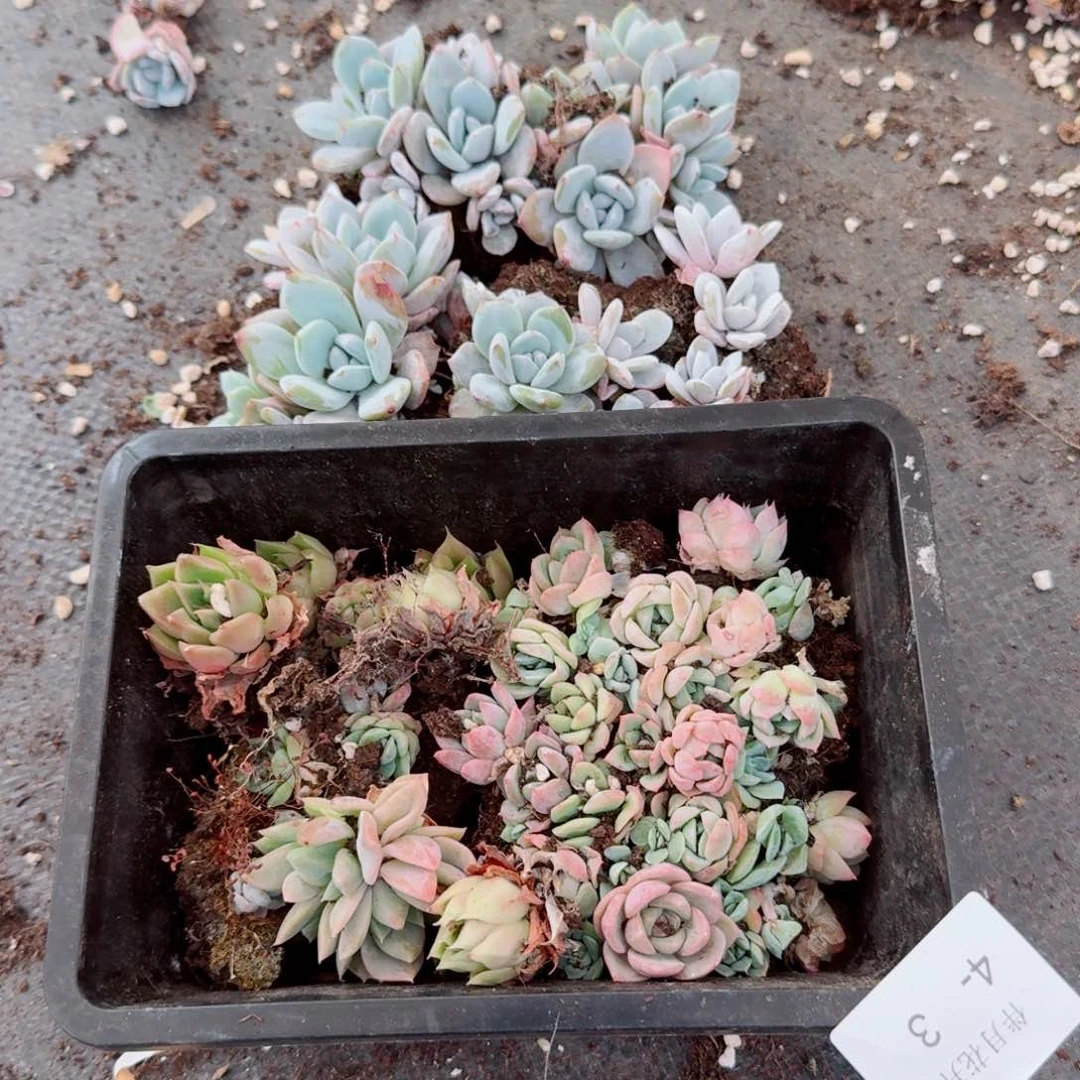 切糕混合一份量拍4-3（17亩）