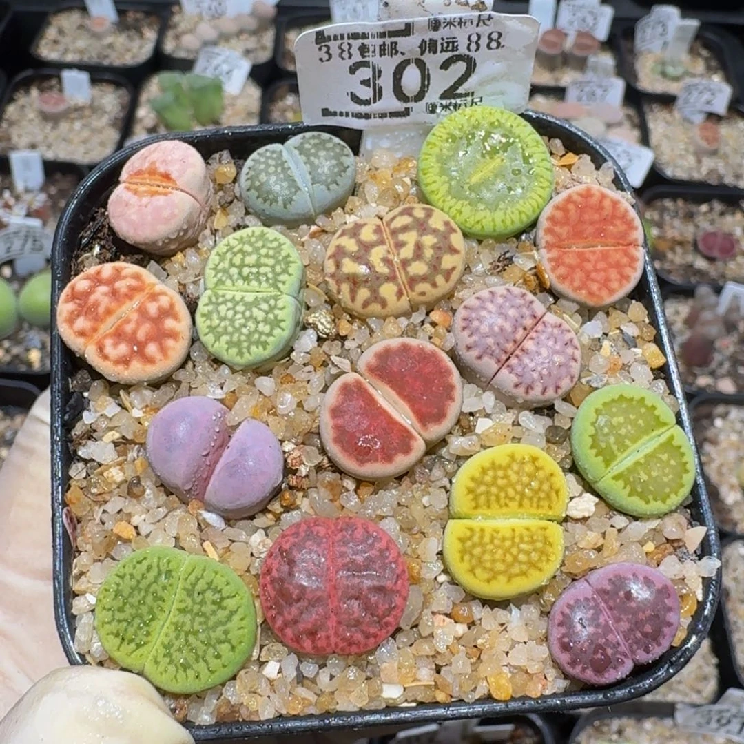 慵****zzzzz精品生石花302