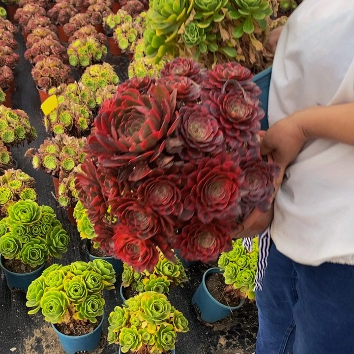 烟花加翡翠琉璃一组多肉植物
