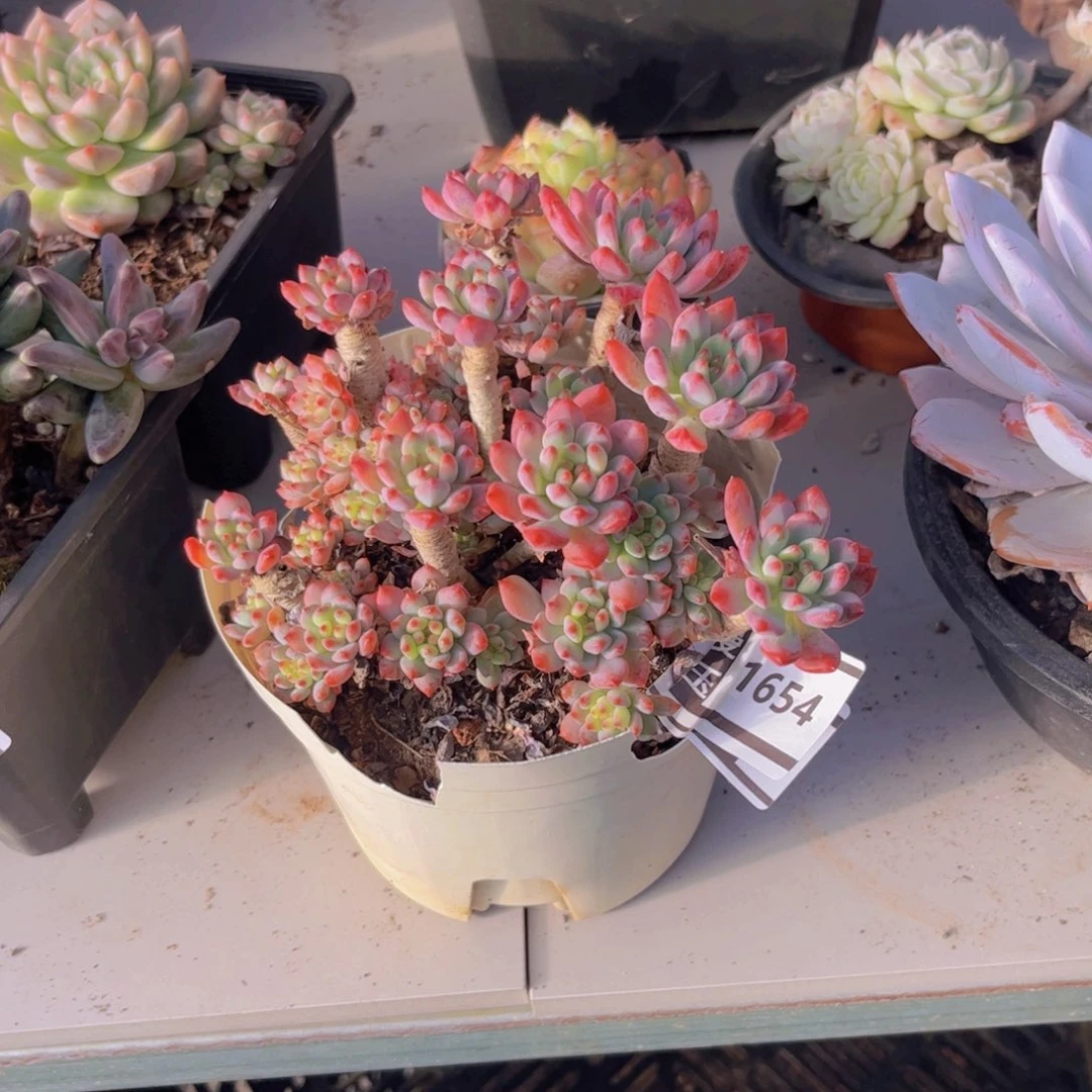 蓝苹果多肉植物1654