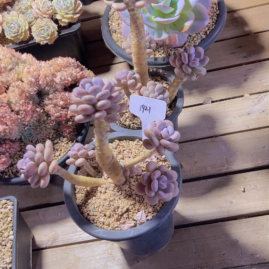 星*谷1921粤美人两个一组96