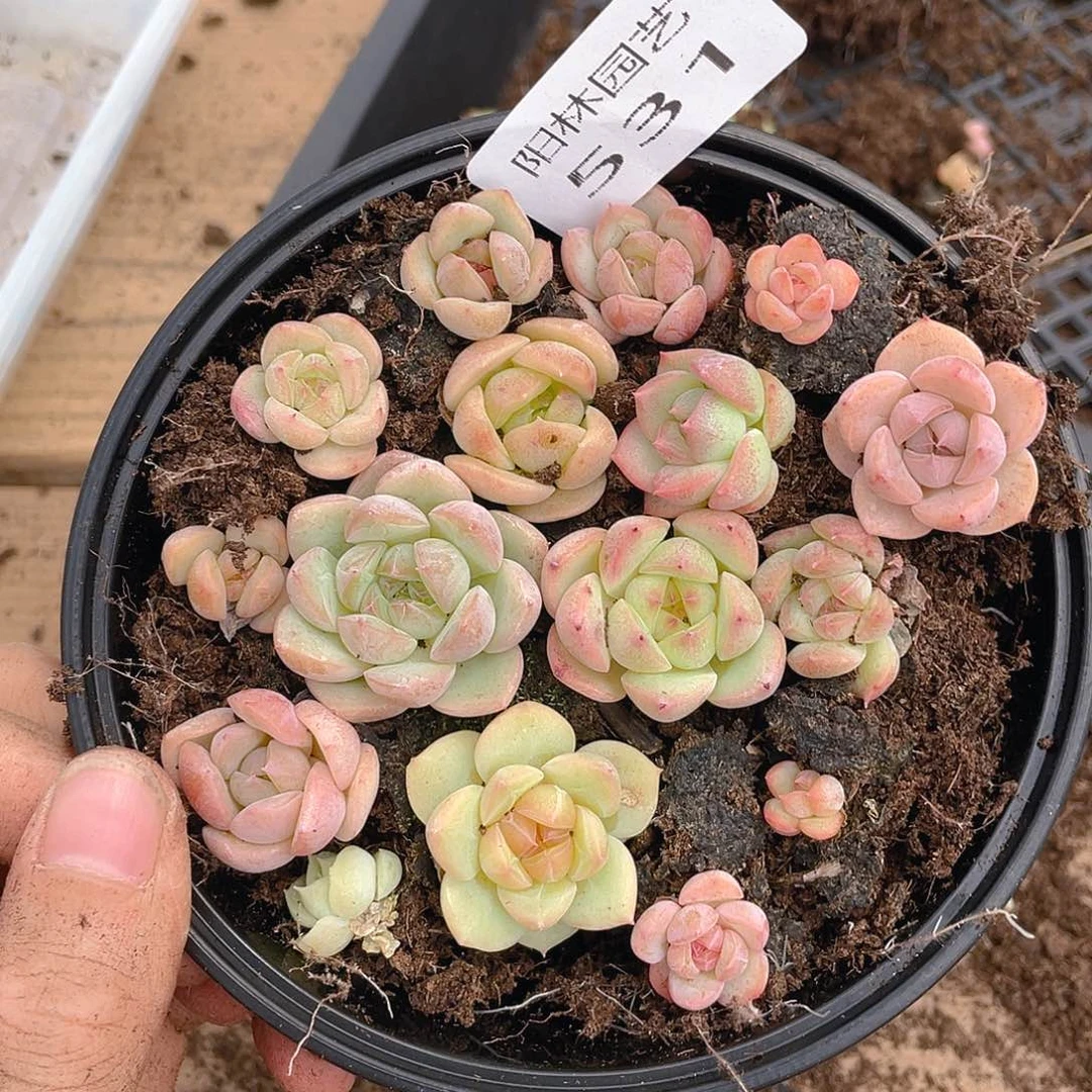 多肉植物多肉植物531
