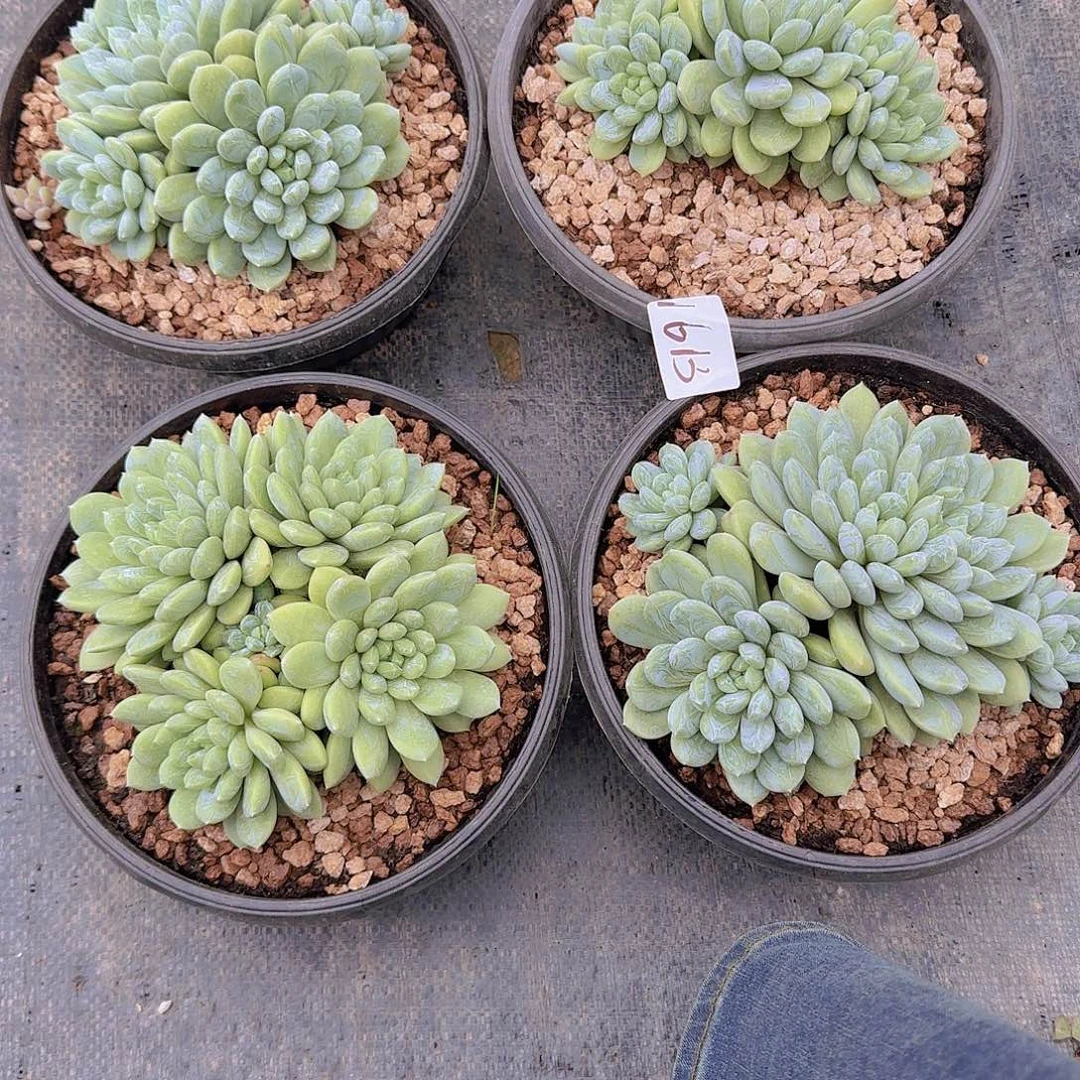 微****1613百搭翡翠4颗多肉植物