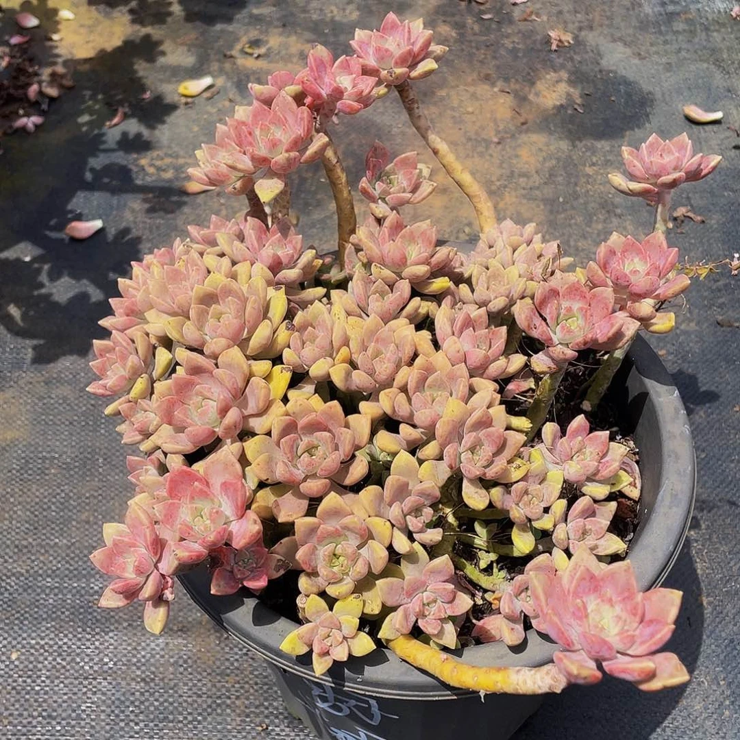 阿伦培19.8小号多肉老桩
