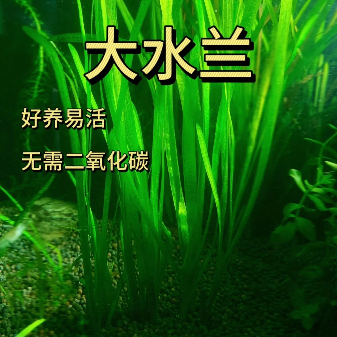 水兰水草长度30-50厘米好养好活无需水草灯净化鱼缸水质