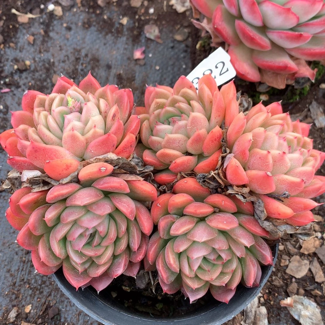 3322杂交多肉植物基地