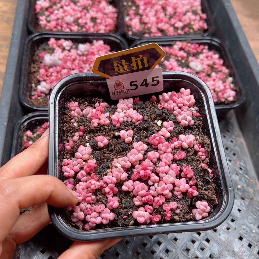 多肉植物多肉植物