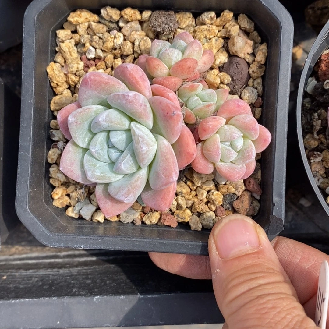精品多肉一物一拍不包整115