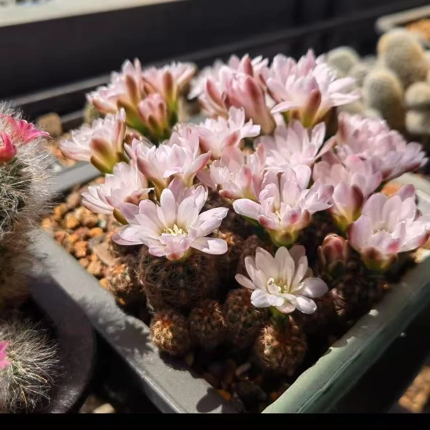 红刺樱花罗星丸      仙人球植物漳州基地直发货 新手