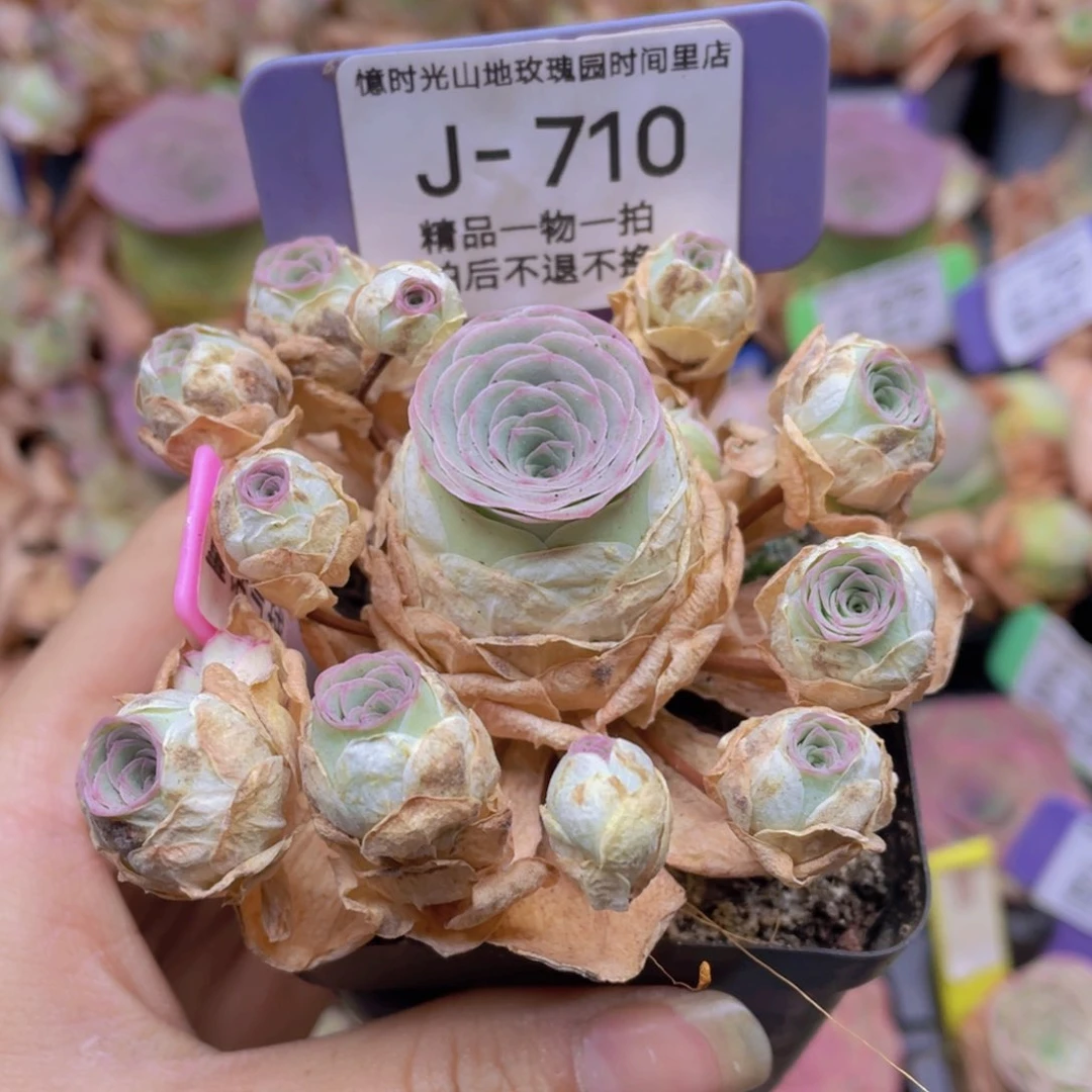 大**?山地玫瑰童话气球J710