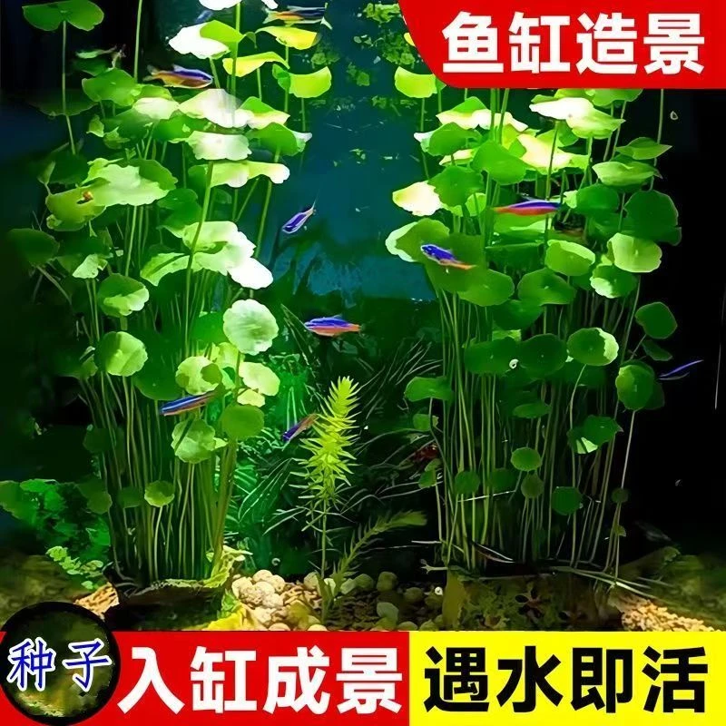 【鱼缸水培植物】铜钱草种子水养种子净化水培阳台庭院四季吸甲醛