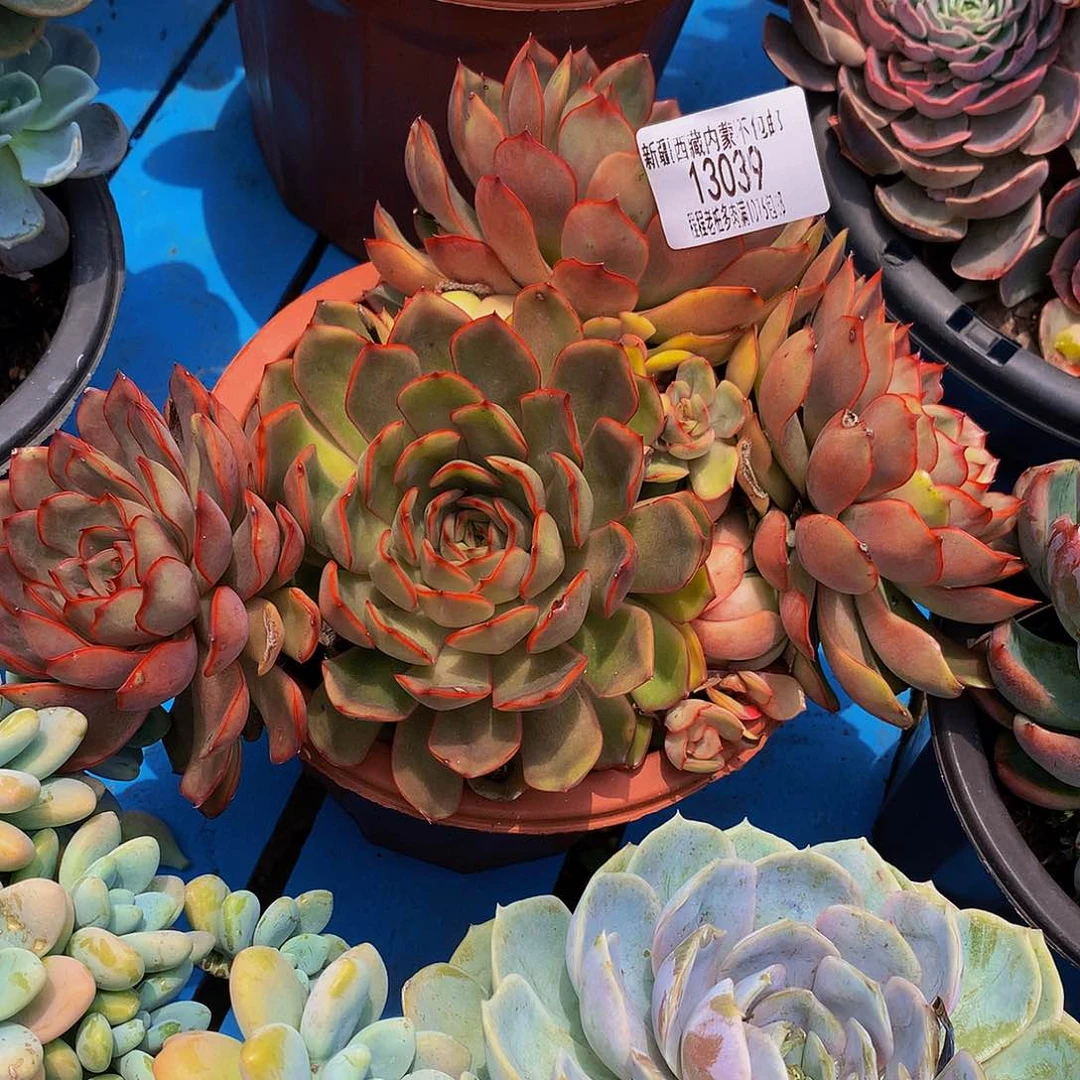 幸***草红茶13039多肉啊v哦肉