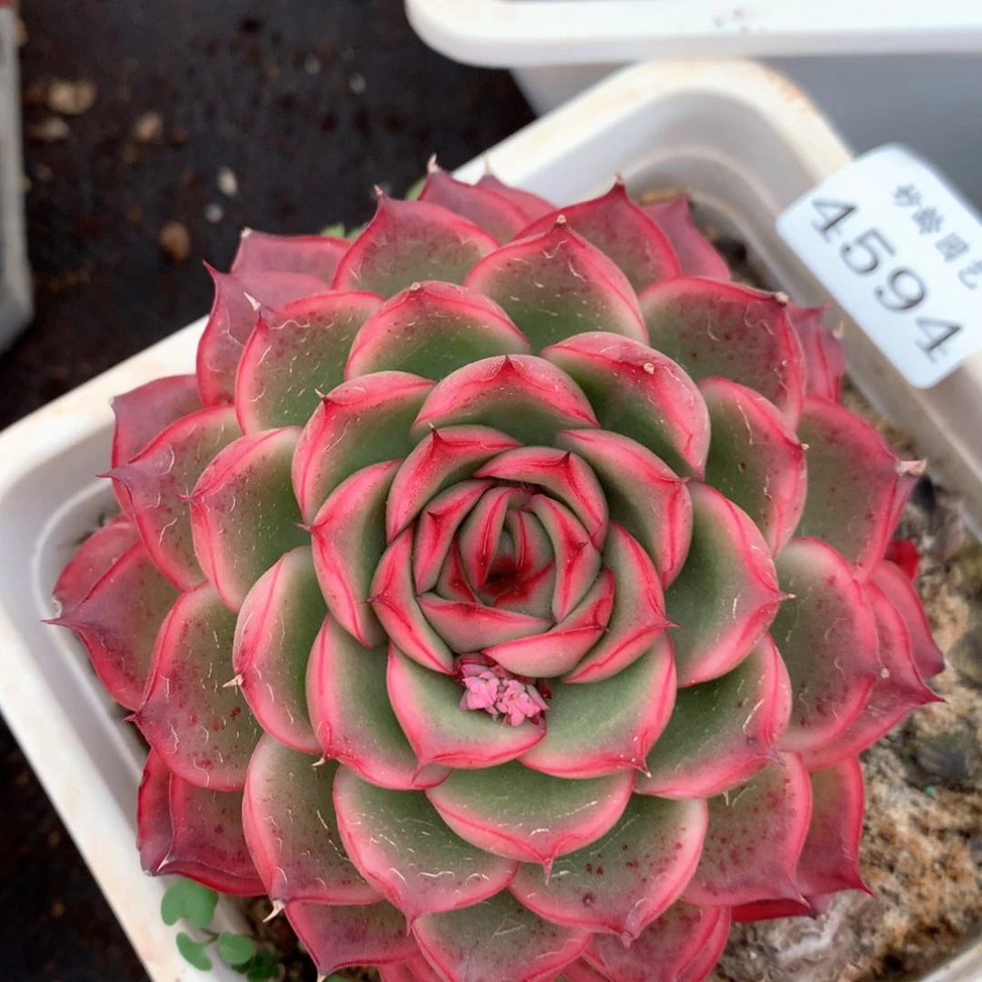 4594杂交多肉植物基地