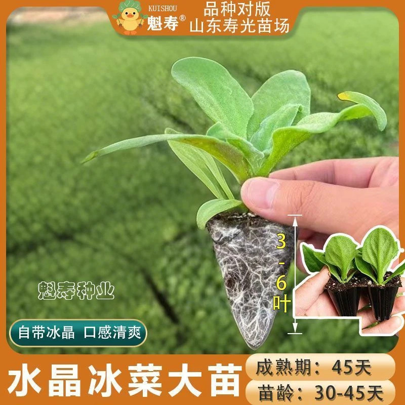 冰菜苗幼苗冰草种苗菜苗批发秧苗寿光蔬菜种籽冰菜大苗四季盆栽