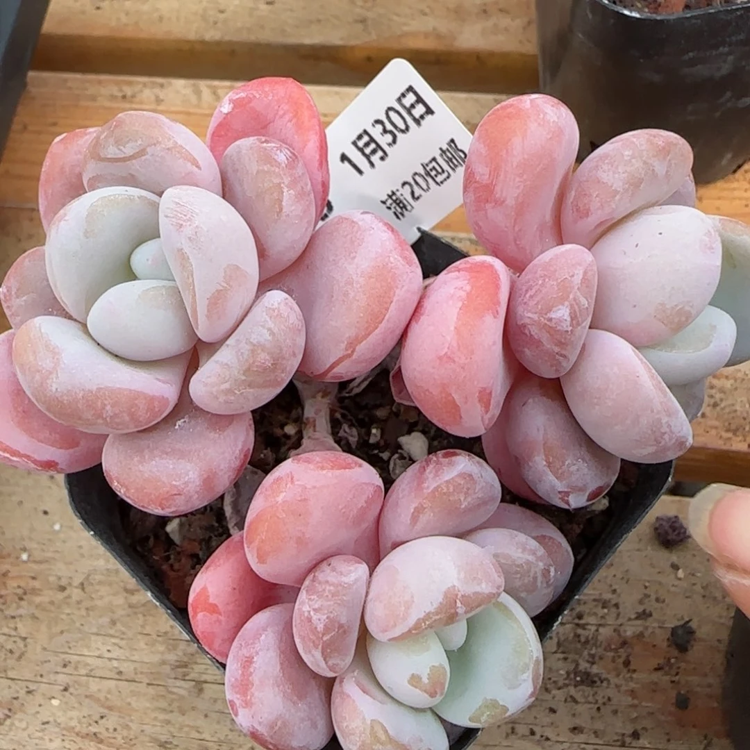 花语逸镜0130-163