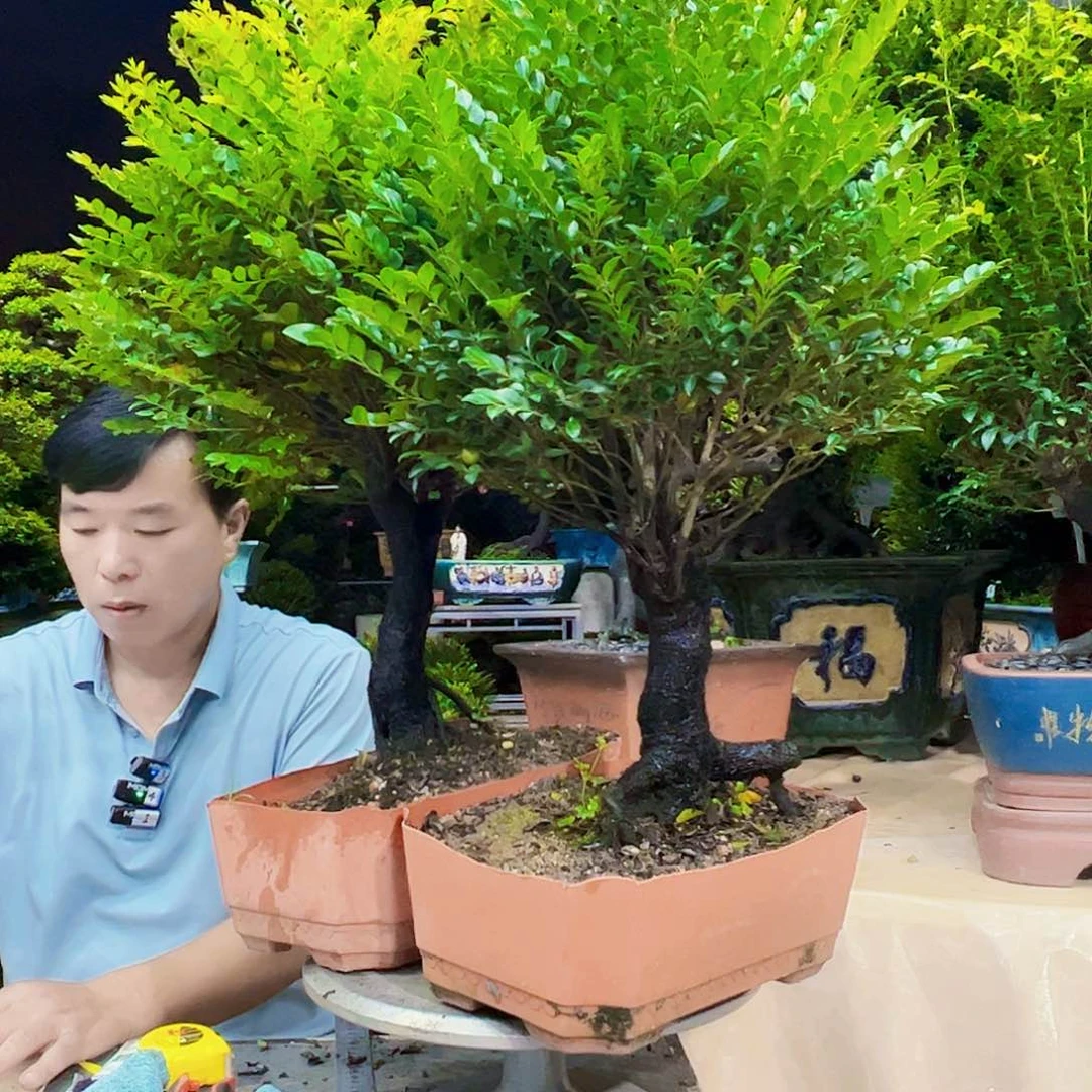 当前无花朵，栽培后可花朵~****~