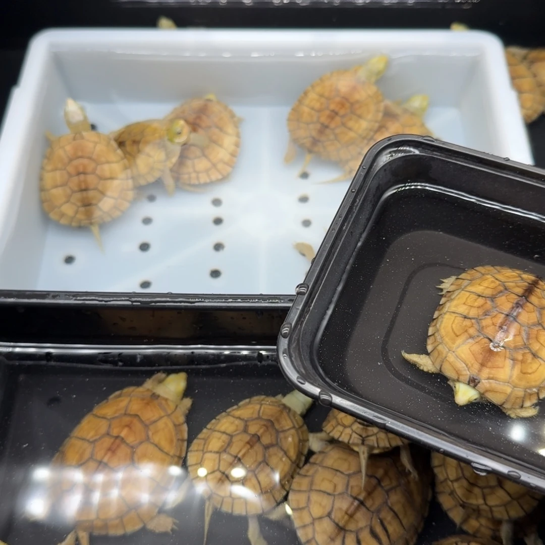 周***伦绿毛龟母乌龟乌龟乌龟