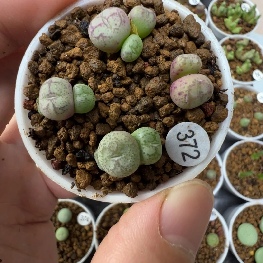 猴脸一颗脱土3720000