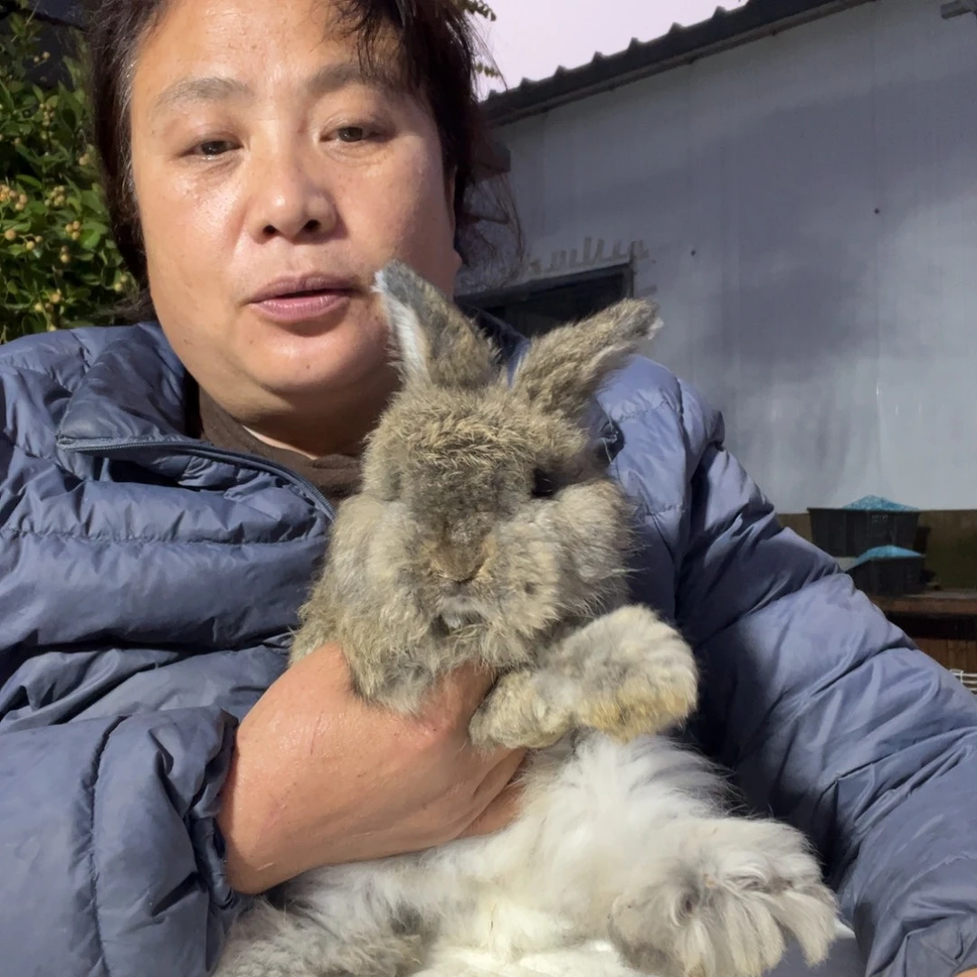 英系安哥拉宠物兔