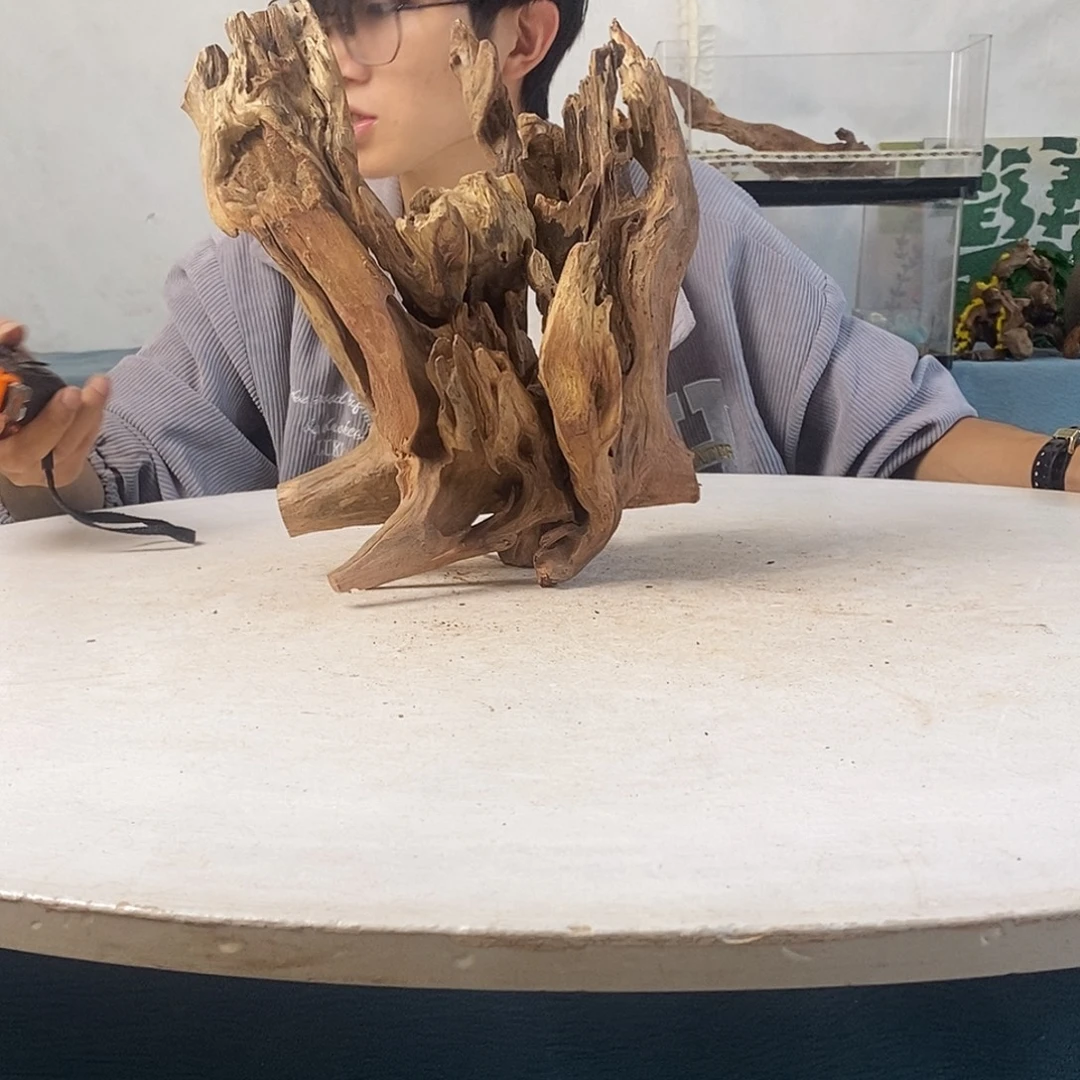 沉木造景寄居蟹造景