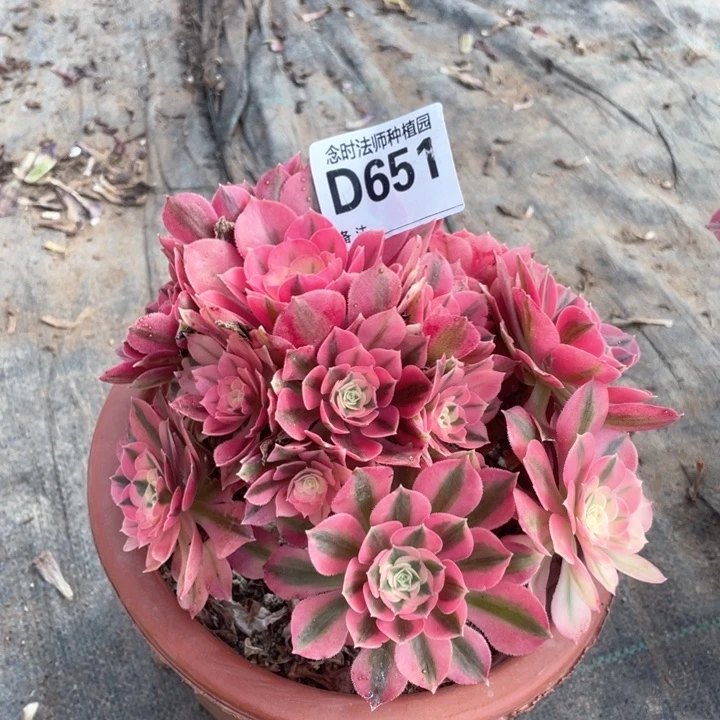 奶**诺粉女巫多肉651 11111