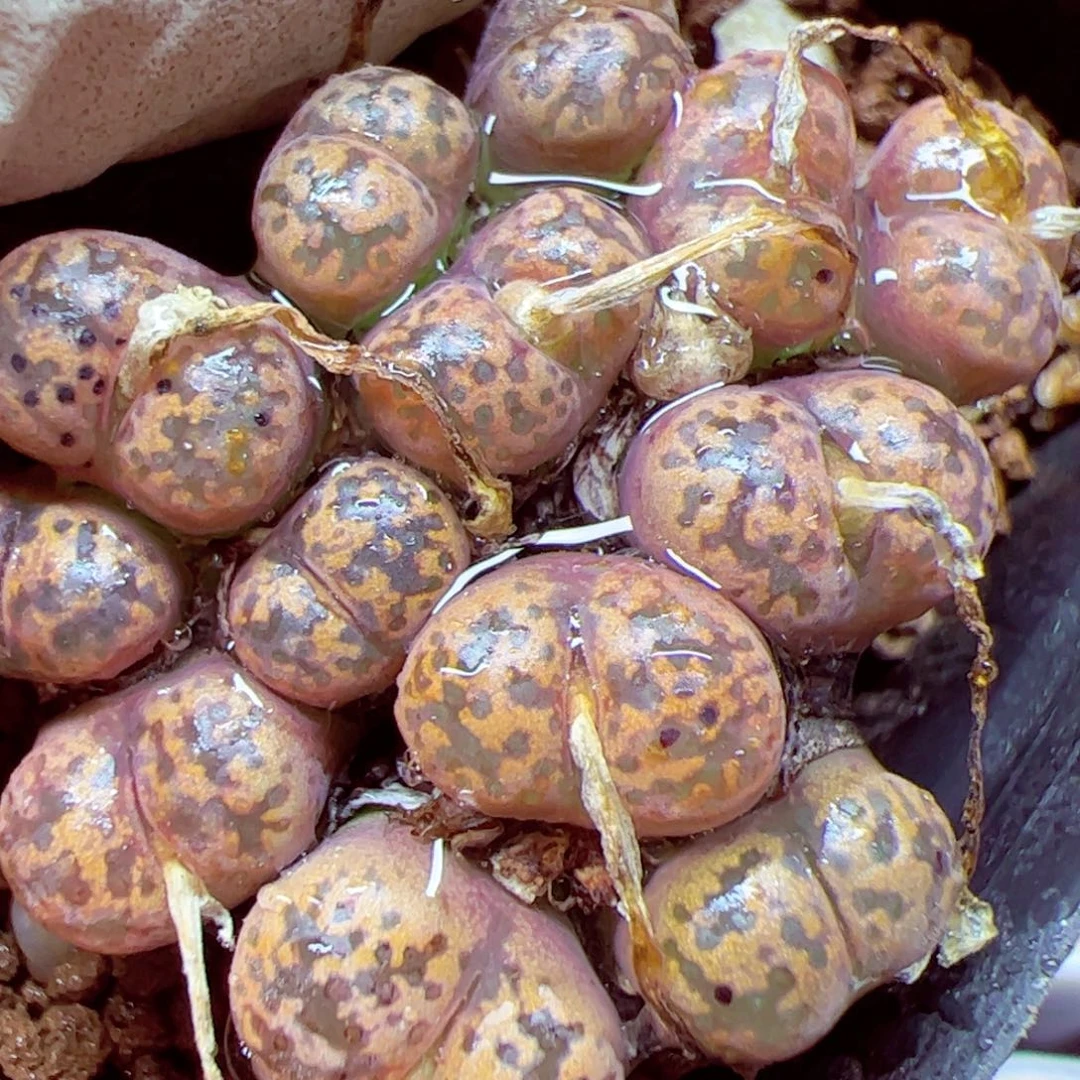 115 优秀的肉肉129