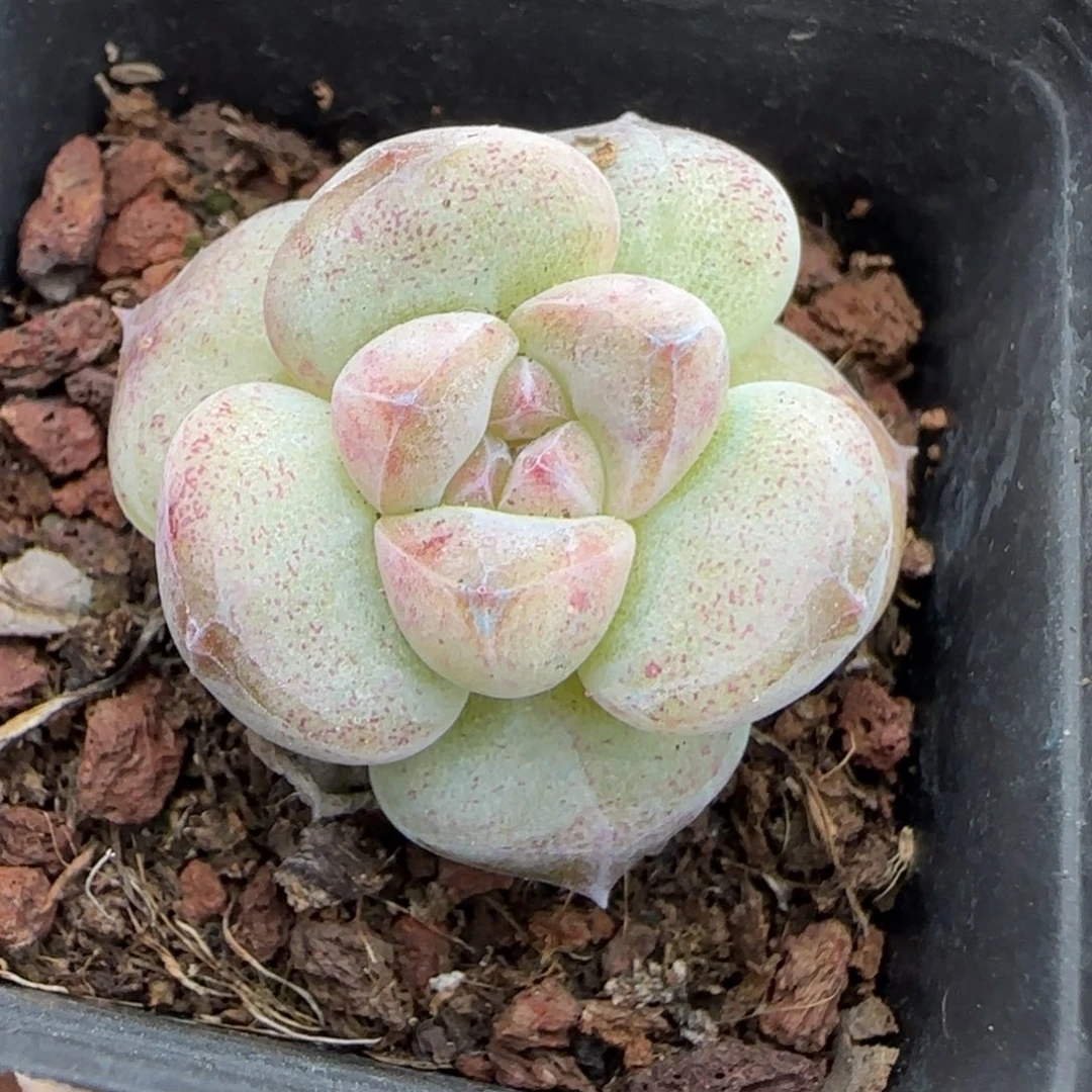 小卡拉米糖心一物一拍