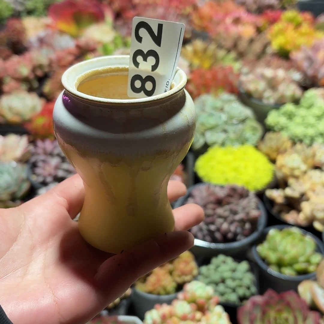 慧***天景德镇多肉花盆832