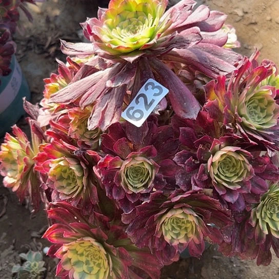 超*多肉植物一个