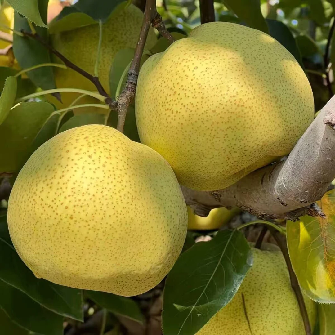 正宗砀山酥梨当季新鲜水果脆甜多汁皮薄整箱包邮孕妇水果现摘现发
