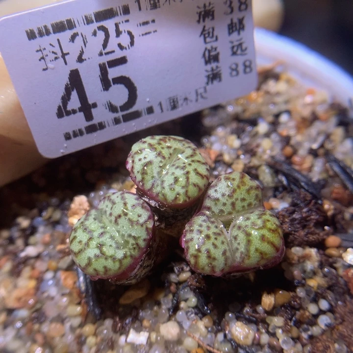 精品生石花225.45带奔驰